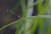 Ischnura elegans